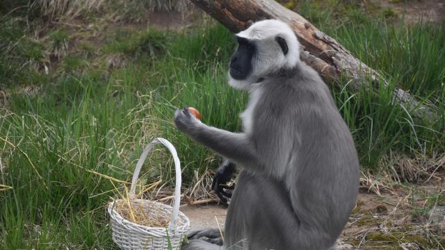 Празнична изненада в Софийския зоопарк: Примати и хищници се радват на шарени яйца (СНИМКИ)