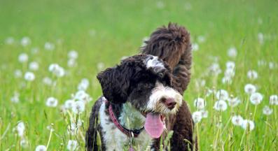 куче кърлежи