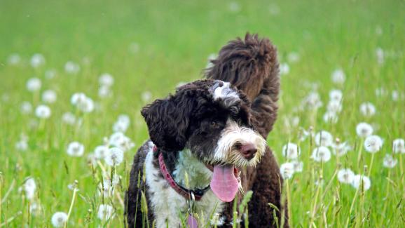 куче кърлежи