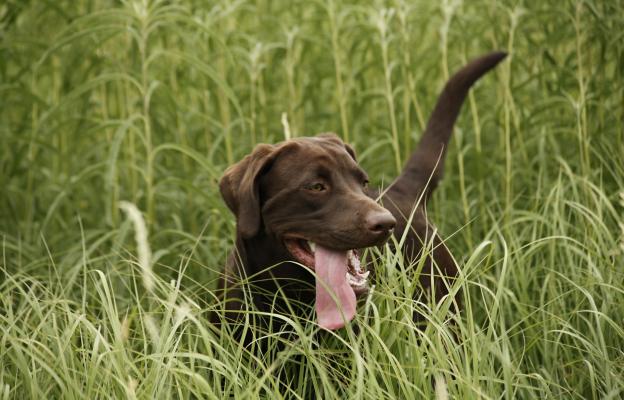 куче кърлежи