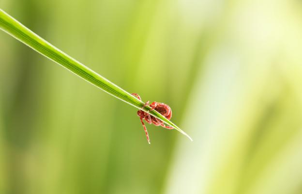 куче кърлежи