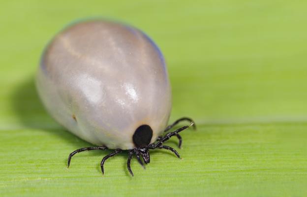 куче кърлежи