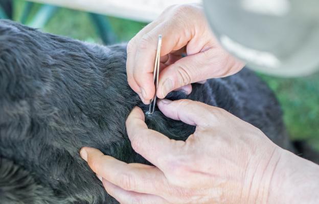 куче кърлежи