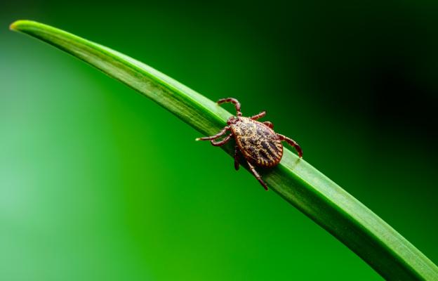 куче кърлежи