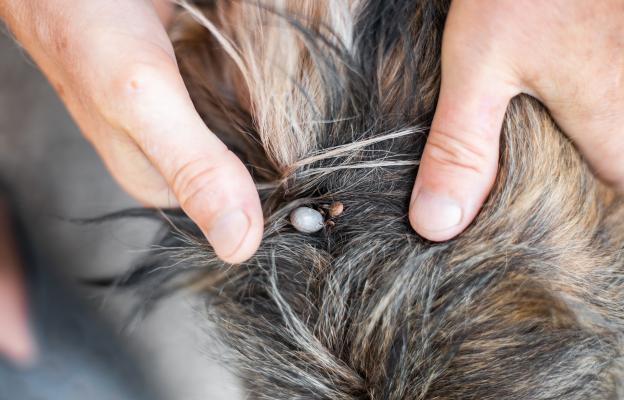 куче кърлежи