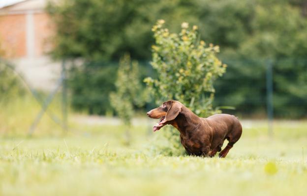 куче кърлежи