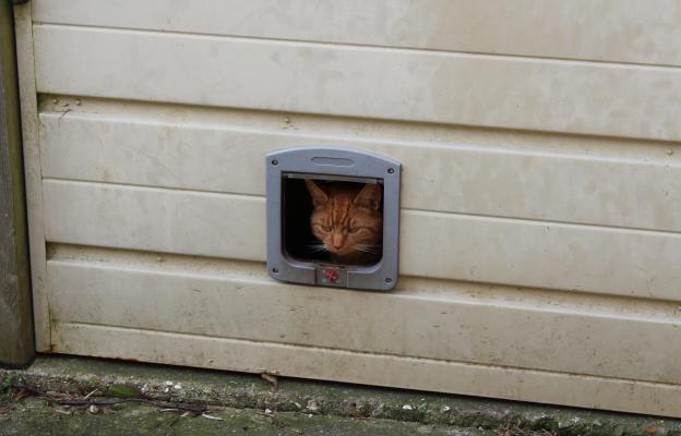 Котешка вратичка