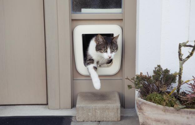 Котешка вратичка