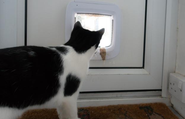 Котешка вратичка