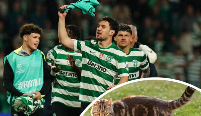 Спортинг Лисабон котка