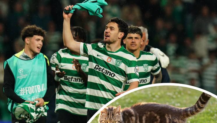 Спортинг Лисабон котка - Котка прекъсна мач на Спортинг