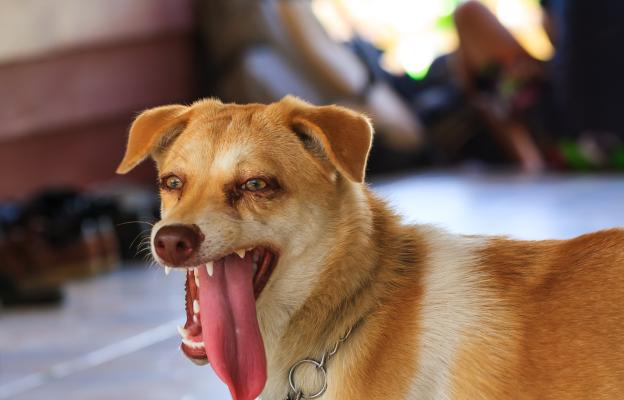 куче задъхване