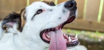 Защо кучето ми се задъхва толкова много?