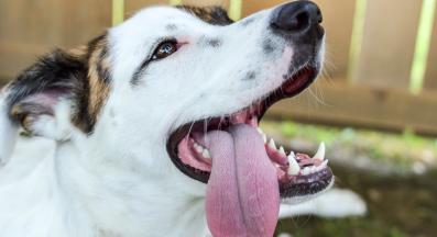 куче задъхване