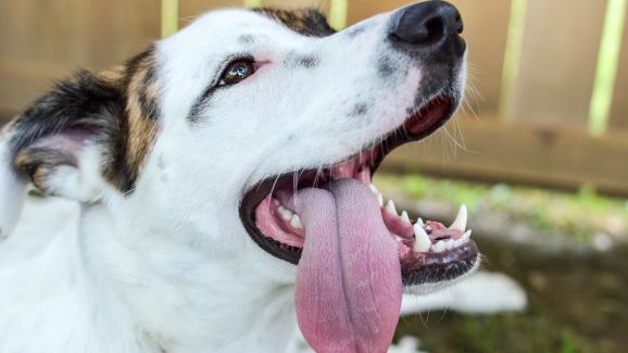 куче задъхване