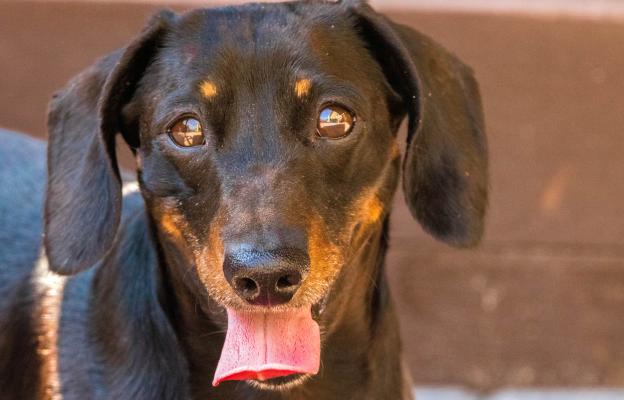 куче задъхване