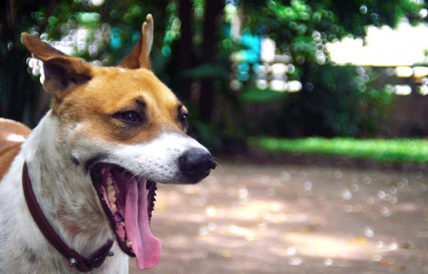 куче задъхване