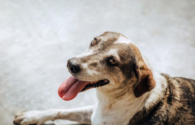 куче задъхване