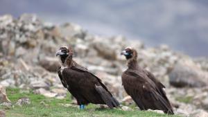 Черни лешояди