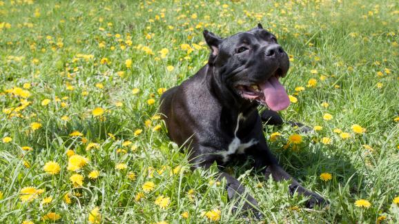 10 често срещани здравословни проблеми при Кане Корсо