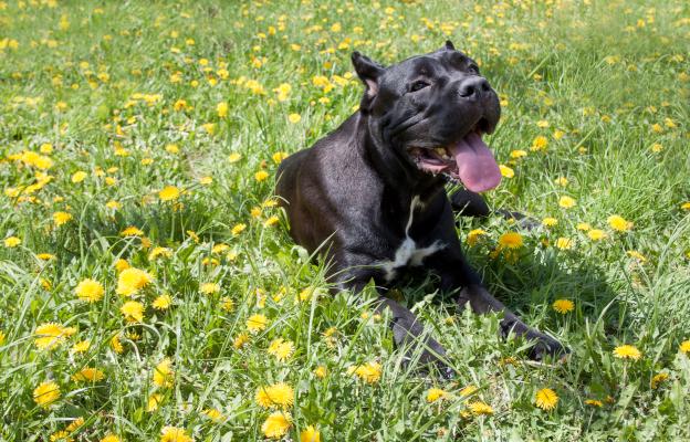Кане Корсо