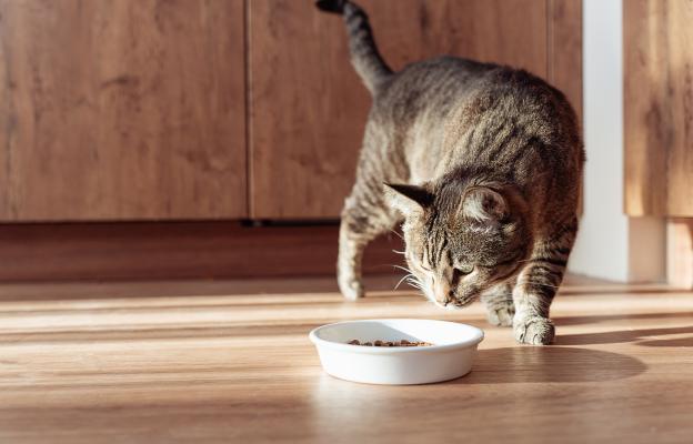 Котка се храни