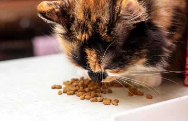 Котка се храни