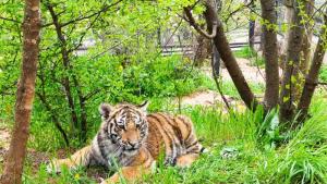 тигър тигърче тигри зоопарк Стара Загора