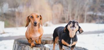 10 шумни породи кучета, известни с прекомерния си лай