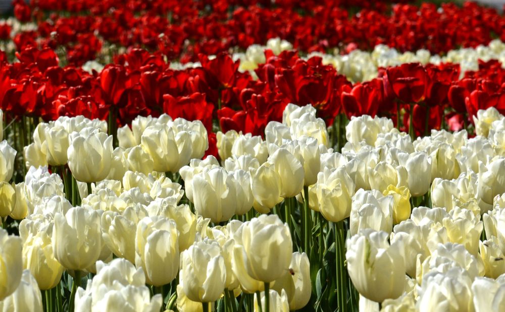 Пролетта преобразява Варна в палитра от цветове и аромати