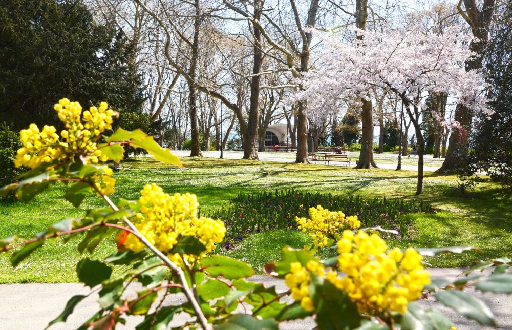 Пролетта преобразява Варна в палитра от цветове и аромати