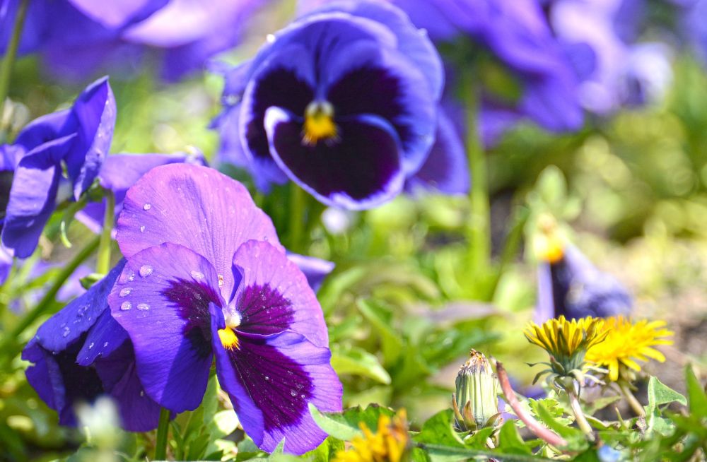 Морският бриз допълва пролетното настроение