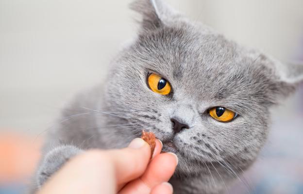 Подаване на храна на котка