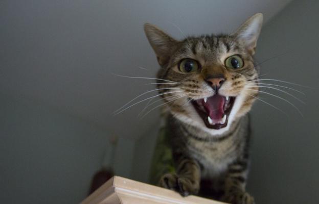 домашна котка