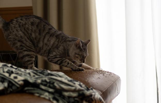 домашна котка