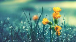 пролетен дъжд