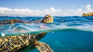 Затвор заради костенурки в Кипър