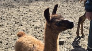 бебе лама Добрич