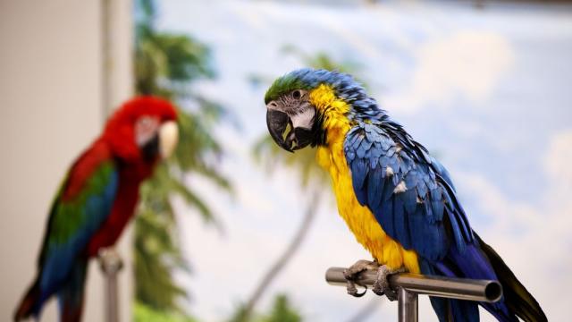 Папагали показаха как могат да играят баскетбол, да карат колело и тротинетки