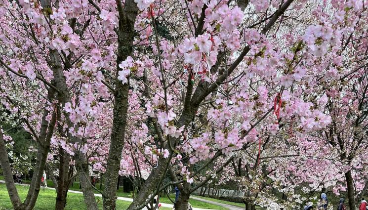 природа - Без опасност от пролетни мразове, но затоплянето носи риск от гъбни болести