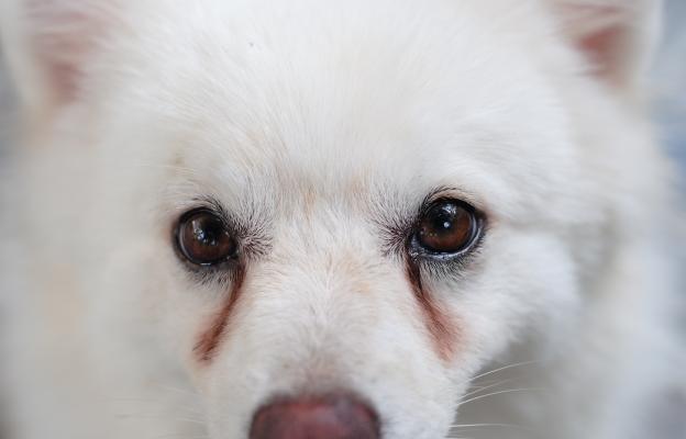 куче очни инфекции