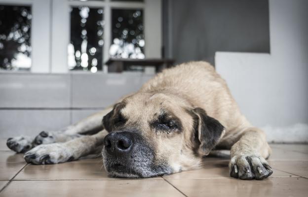 куче очни инфекции