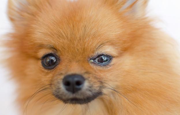 куче очни инфекции