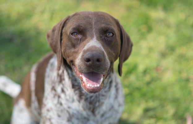 куче очни инфекции