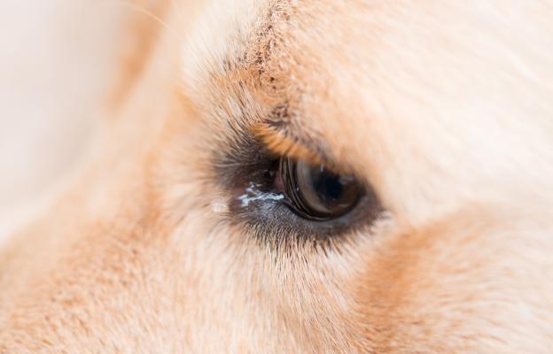 куче очни инфекции