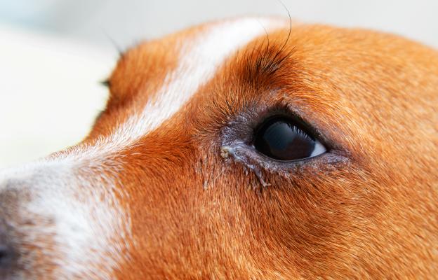 куче очни инфекции