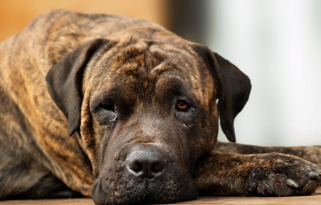 куче очни инфекции