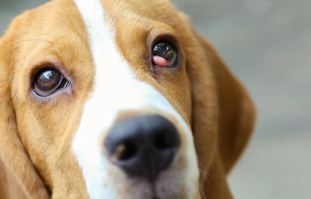 куче очни инфекции