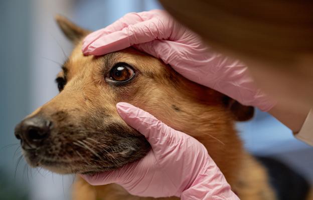 куче очни инфекции