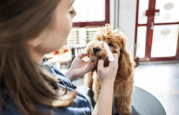 куче очни инфекции